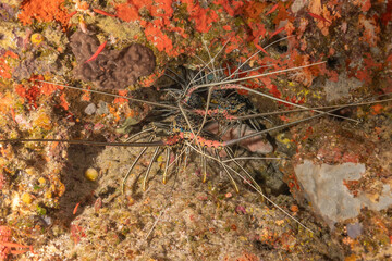 Painted Lobster(Panulirus versicolor) at the Tubbataha Reef National Park Philippines
