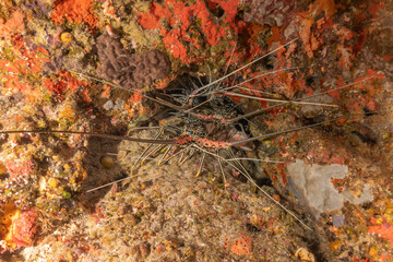 Painted Lobster(Panulirus versicolor) at the Tubbataha Reef National Park Philippines
