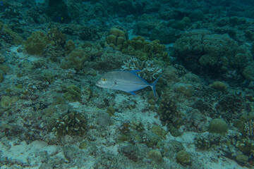 Fish swim at the Tubbataha Reefs national park Philippines
