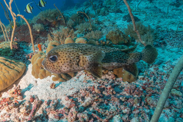 Fish swim at the Tubbataha Reefs national park Philippines
