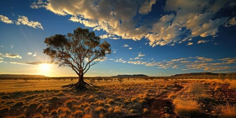 Lone tree basking in the golden hour of a vast outback sunset