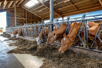 Kühe und Rinder im Stall