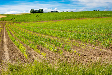 Maisfeld im Fr&uuml;hjahr