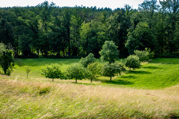 Baumgrundstück im Frühjahr
