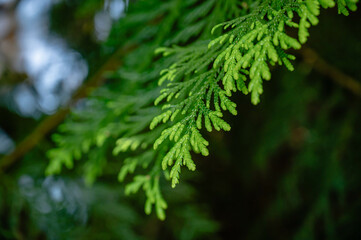 ヒノキの葉