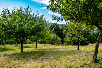Gemähte Streuobstwiese