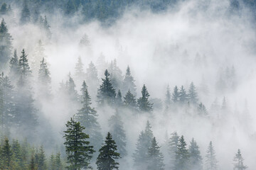 Fototapeta premium Misty forest. Spruce trees rise above low clouds in mountains. Natural background and atmospheric weather conditions with fog