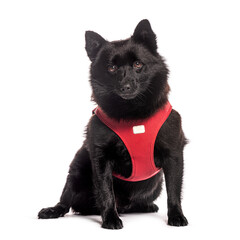 Schipperke dog sitting and wearing a red harness