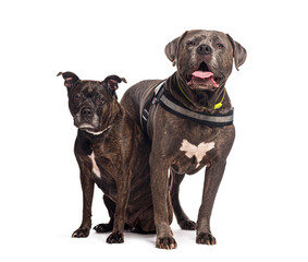 Two dogs posing, a staffordshire bull terrier and a cane corso, on white background