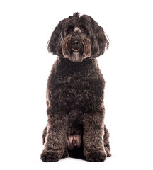 Adorable black Labradoodle dog sitting and looking at camera