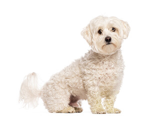 White Maltese dog sitting and looking at camera