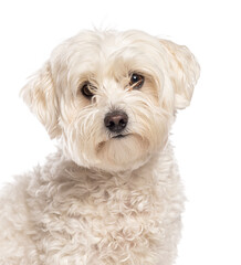 Maltese dog posing on a white background