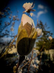 Magnolia