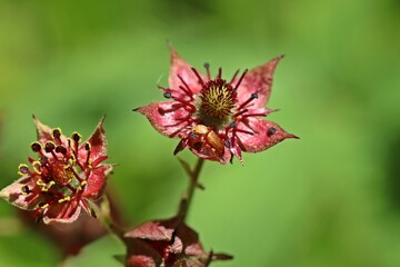 Schimmelkäfer (Antherophagus nigricornis) in der Blüte des Sumpf-Blutauges (Potentilla palustris)