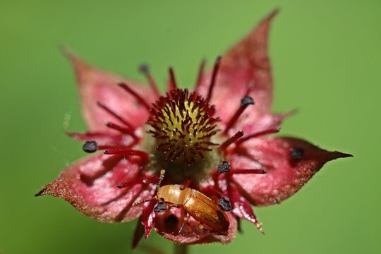 Schimmelk&auml;fer (Antherophagus nigricornis) in der Bl&uuml;te des Sumpf-Blutauges (Potentilla palustris)