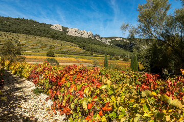 Les Dentelles de Montmirail à l' automne au milieu des vignes , dans le Vaucluse , France