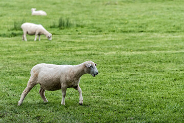 Sheep after being sheared