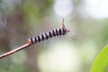 Caterpillars found in the forest.