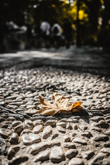 dry leave laying on the stone ground
