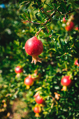 pomegranate on tree