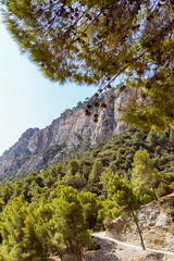 mountain river in the mountains