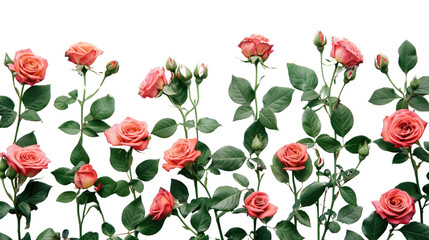 Roses on a transparent background