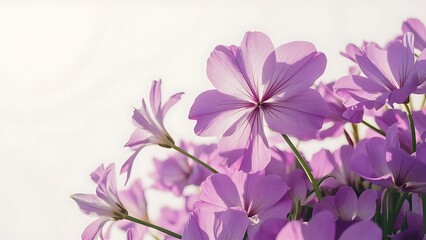 Fototapeta premium Purple summer flowers on white background