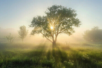 Obraz premium Spring trees in the meadow covered with morning fog and sunrise in the background with rays 