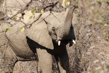 African Elephant herd in the wild charging tourist safari van or truck in a group of young and...