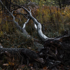 tree in autumn