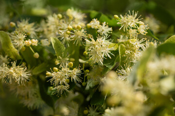 kwiaty lipy podczas kwitnienie, linden flowers	