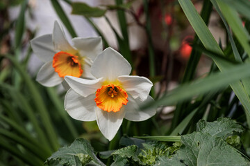 Narcissus flowers in the garden against a background of green foliage. White and yellow daffodils in the park. Photos of white and yellow large cup-shaped narcissus flowers.