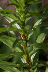 A red beetle on a green plant. A small red beetle crawls on a green leaf. Selective focus.