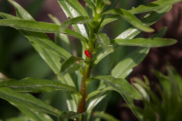 A red beetle on a green plant. Selective focus. A small red beetle crawls on a green leaf.