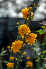 A compact deciduous shrub with thin shoots. Kerry is Japanese. The flowers are bright yellow, terry, resemble buttercups or small roses. Kerry is Japanese. Floral background, garden flowers.
