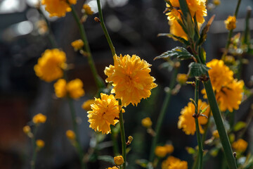 Kerry is Japanese. Floral background, garden flowers. Yellow flowers and green leaves in close-up. A bush in a flower bed with bright yellow flowers. Japanese kerry terry flowers.