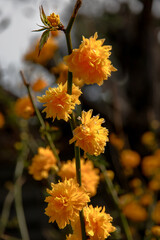 The flowers are bright yellow, terry, resemble buttercups or small roses. Kerry is Japanese. Floral background, garden flowers. Yellow flowers and green leaves in close-up.