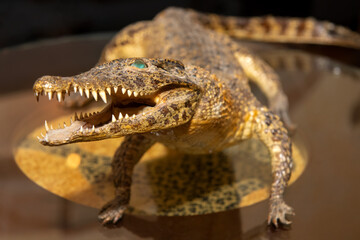 A stuffed small crocodile with an open mouth on the table