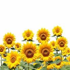Fototapeta premium Picture of a sunflower field cyanotypeisolated on a white background for easybackground removal