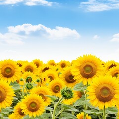 Fototapeta premium Photos of Sunflower Field Bright sky 