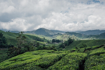 Observing the tea plantations in the Cameron Highlands