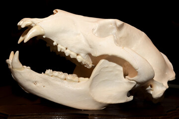 The skull of a bear on a black background