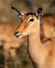 A cute female impala photographed in the Kruger National Park, South Africa.