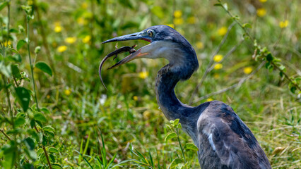great blue heron hunting
