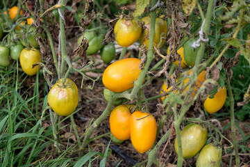 tied tomato bush in the garden, close-up
