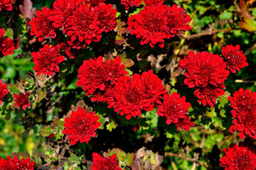 Late fall. Red chrysanthemums are blooming in the garden. As a background texture