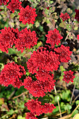 Late fall. Red chrysanthemums are blooming in the garden. As a background texture