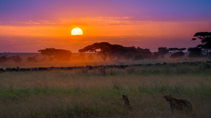 sunrise in savanna