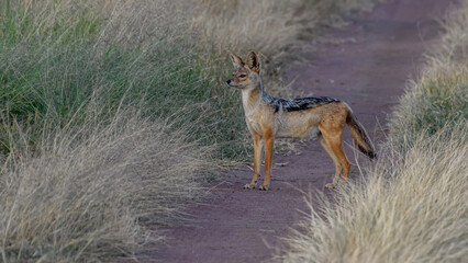 jackal in the grass