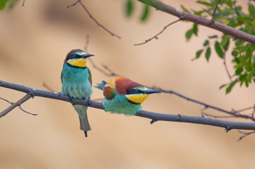 bienenfresser, bird, tier, wild lebende tiere, natur,